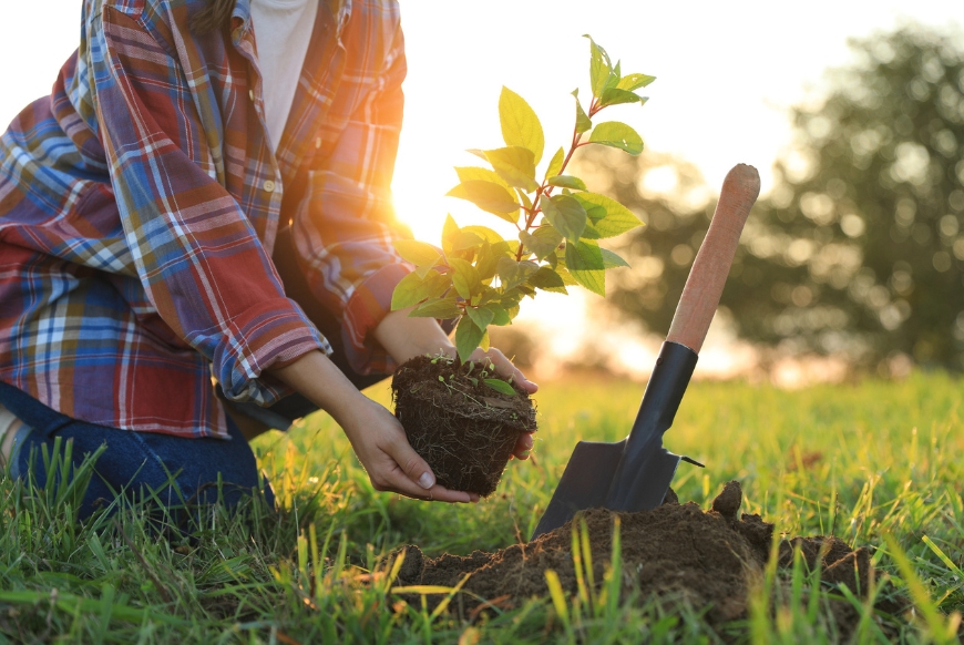 A tree sapling being planted